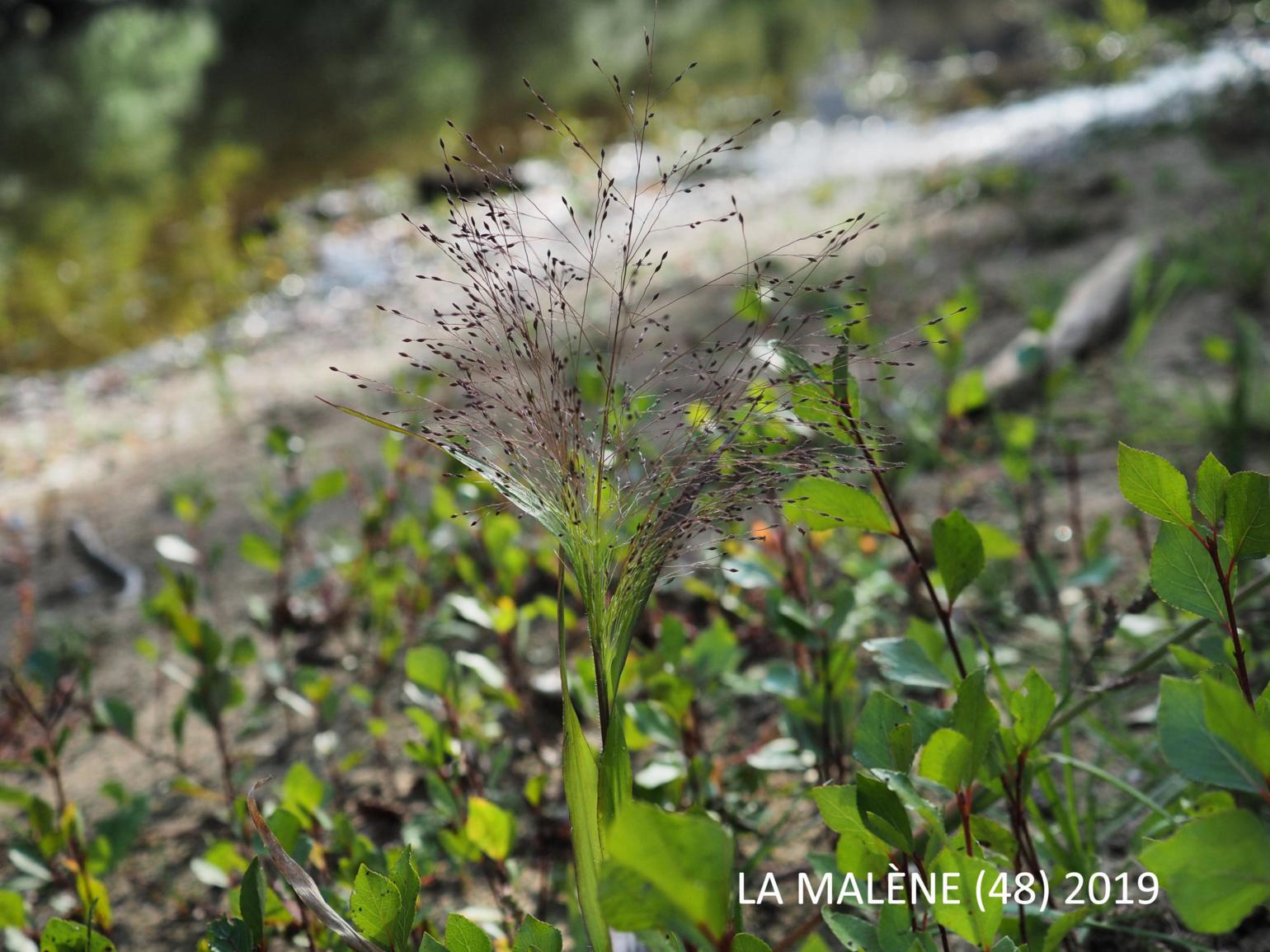 Old Witch grass